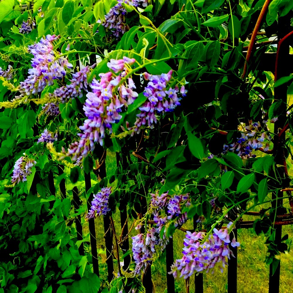 FOUR DOZEN   (48 SEEDS) PURPLE WISTERIA SEEDS- AUTUMN 2024 HARVESTED
